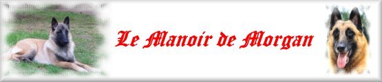 Elevage de Bergers Belges hautement sélectionnés pour la Conformité au Standard : Beauté - Equilibre....